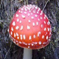 Russtycuticles