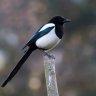 Magpie